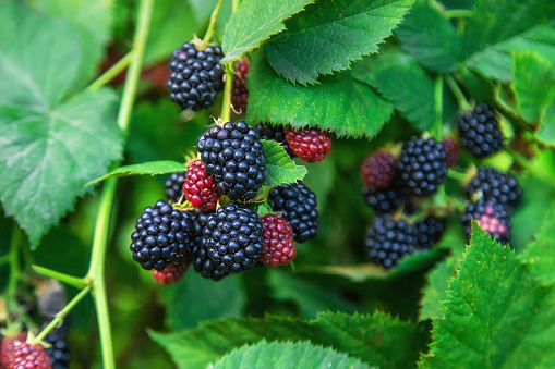 Blackberries grow in the garden. Selective focus. Food.