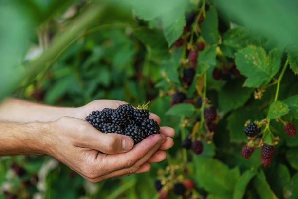 mężczyzna zbiera jeżyny w ogrodzie. selektywne ustawianie ostrości. - blackberry telephone mobile phone smart phone zdjęcia i obrazy z banku zdjęć