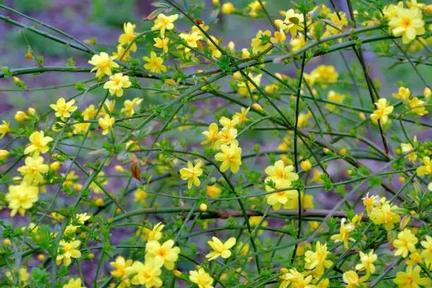 Jasminum nudiflorum, commonly called winter jasmine, is a trailing, viny shrub that grows from a central crown. As a shrub, it typically grows in a sprawling mound to 4’ tall with arching branches, and spreads by trailing branches. As a vine, it typically grows to 10-15’. Willowy green stems are attractive in winter. Non-fragrant, bright yellow flowers bloom along the stems in late winter to early spring