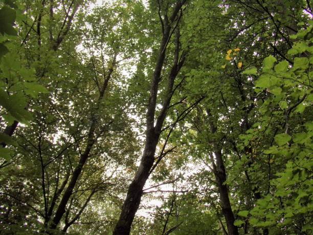 istock Green forest in Italy, Bellagio 1416434657