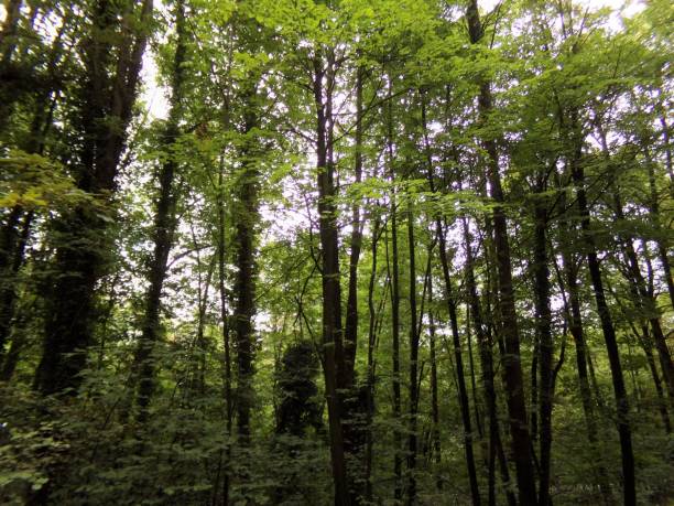 istock Green forest in Italy, Bellagio 1416434668