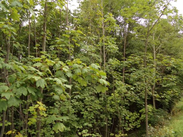 istock Green forest in Italy, Bellagio 1416435184
