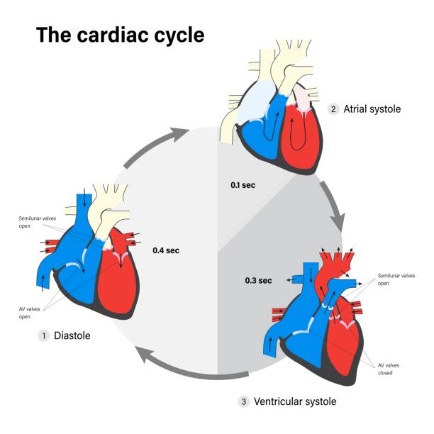 ilustraciones, imágenes clip art, dibujos animados e iconos de stock de el ciclo cardíaco. anatomía del corazón humano. diástole, sístole auricular y sístole ventricular. - pumping blood illustrations