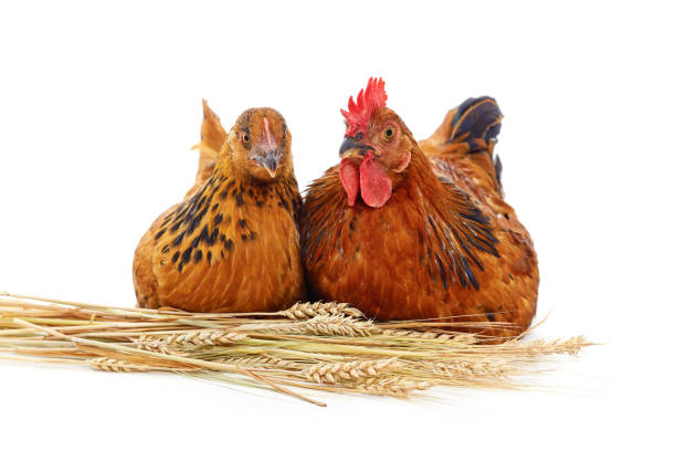 istock Chicken and rooster with ears of wheat. 1416437140
