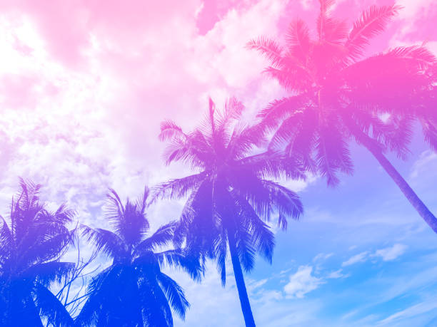 istock Coconut palm trees on summer colorful sky, beautiful tropical background with space, bottom view. Gradient colors with light blue, purple and pink. 1416437512