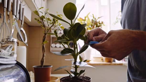 istock Hands in action. Man cleaning the plants at home. 1416437954