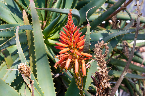 Cape aloe (Aloe ferox). Orange bloom of an aloe plant