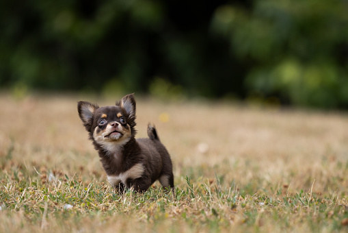 Long haired chihuahua puppy playing outside