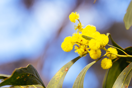 Blossoming of Mimosa tree (Acacia Pycnantha), otherwise known as Golden Wattle on a cool late winter's day in Greswell Conservation Reserve in Melbourne, Victoria, Australia
