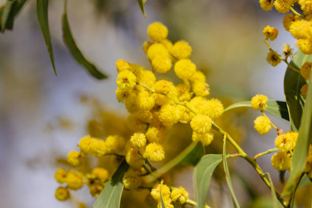 istock Golden Wattle in Melbourne Australia 1416439625