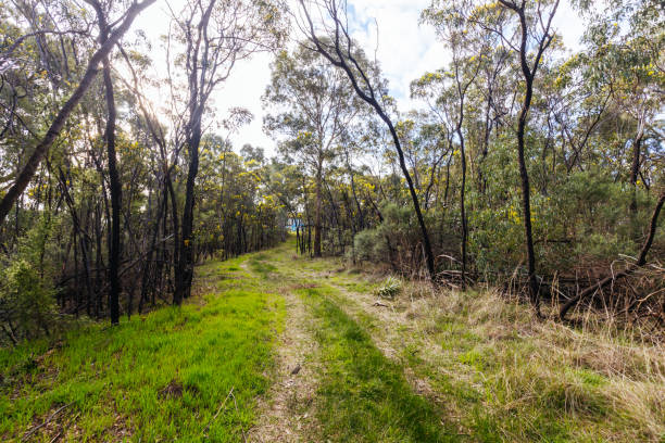 istock Gresswell Conservation Reserve in Melbourne Australia 1416439632