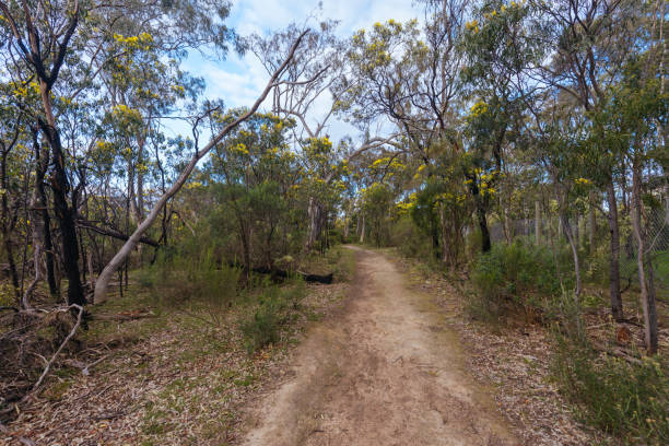 istock Gresswell Conservation Reserve in Melbourne Australia 1416439637