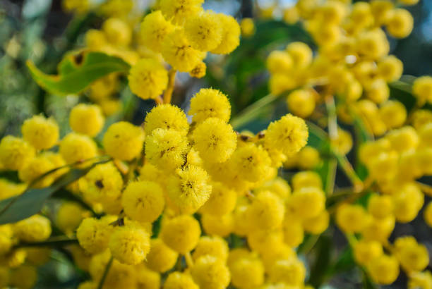 istock Golden Wattle in Melbourne Australia 1416439647