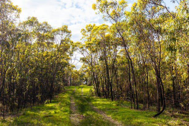 istock Gresswell Conservation Reserve in Melbourne Australia 1416439649