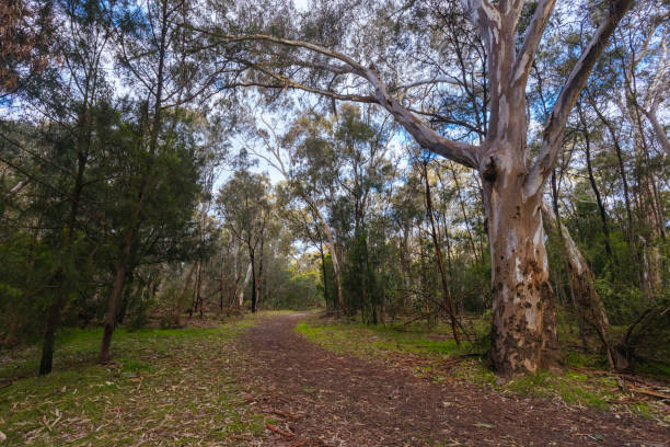 istock Gresswell Conservation Reserve in Melbourne Australia 1416439658