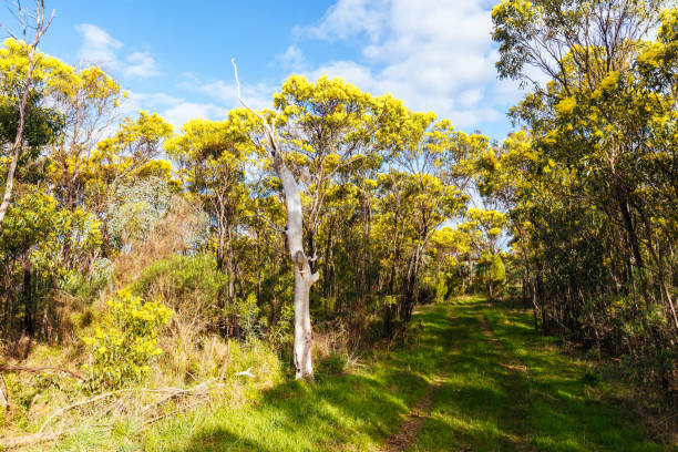 istock Gresswell Conservation Reserve in Melbourne Australia 1416439663