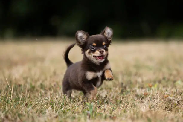 Photo of Long haired chihuahua puppy playing