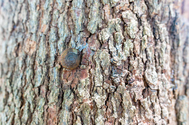 Snail perched on a dry tree. Nature living concept, Close up