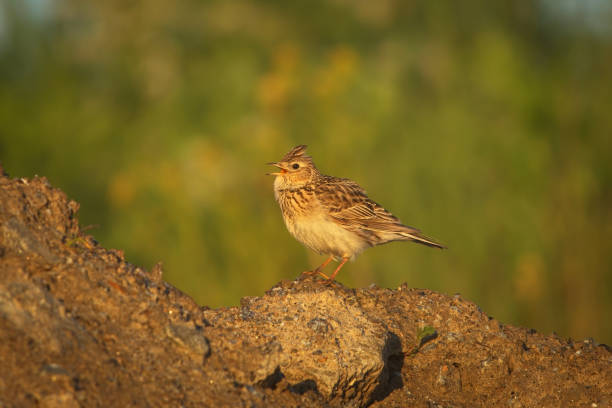 A brown rock wagtail stands on a branch