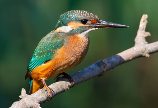 istock Common kingfisher, Alcedo atthis. The young bird sitting on a branch above the water while waiting for small fish 1416441013