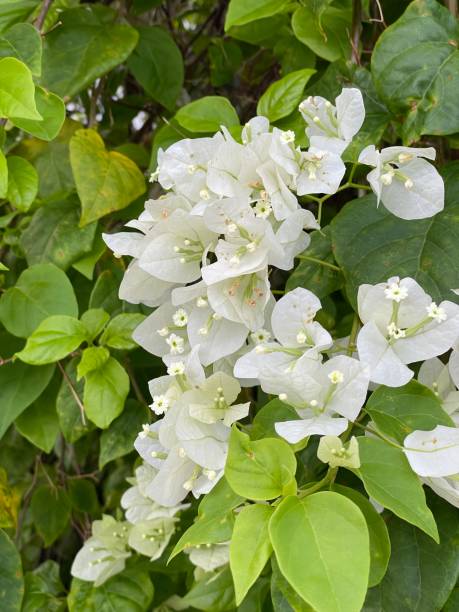 istock White bourgainvillae with green leafes background 1416441046
