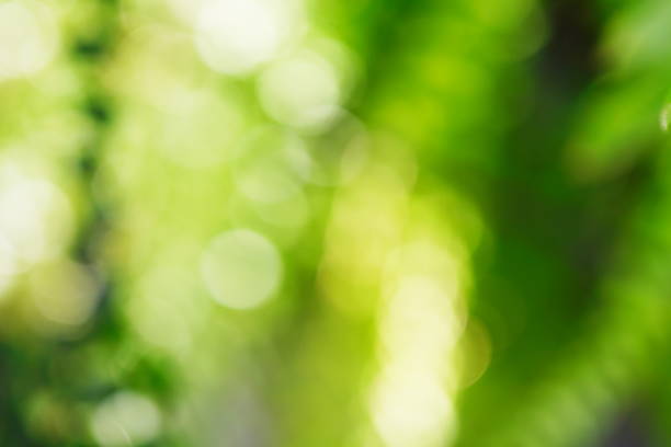 istock Blurry green nature forest landscape background 1416441171