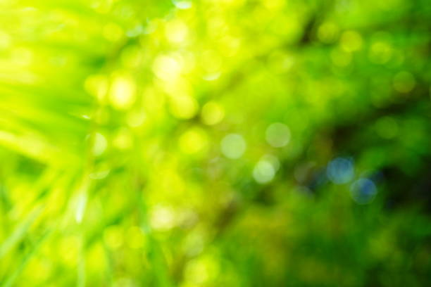 istock Blurry green nature forest landscape background 1416441173