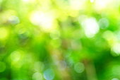 istock Blurry green nature forest landscape background 1416441176