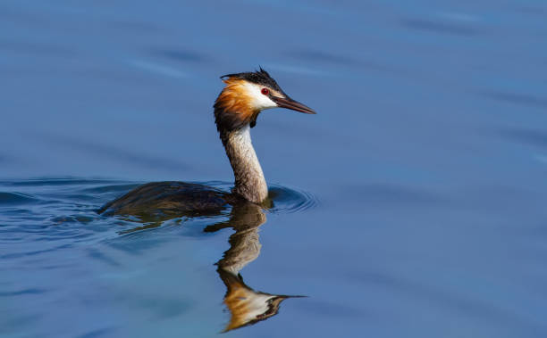 istock Great crested grebe, Podiceps cristatus. The bird floats on the river 1416441359