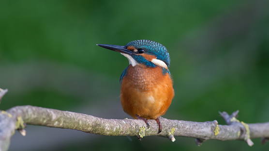 Common kingfisher, Alcedo atthis. The bird sitting on a branch above the water while waiting for fish