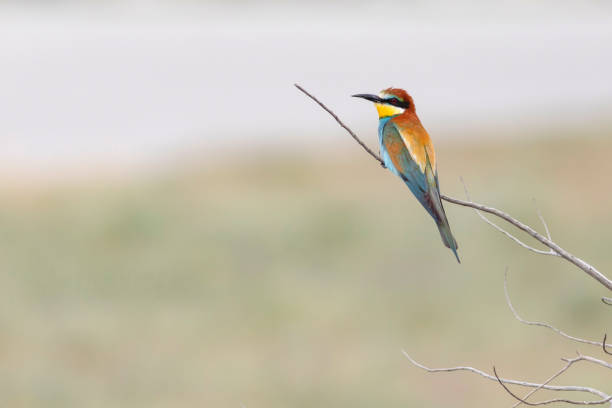 istock European Bee-eater. (Merops apiaster). Green nature background. 1416444905