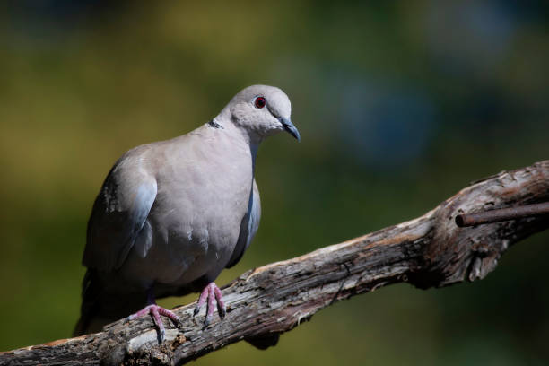 istock Dove. Green nature background. Eurasian Collared Dove. (Streptopelia decaocto) 1416445017