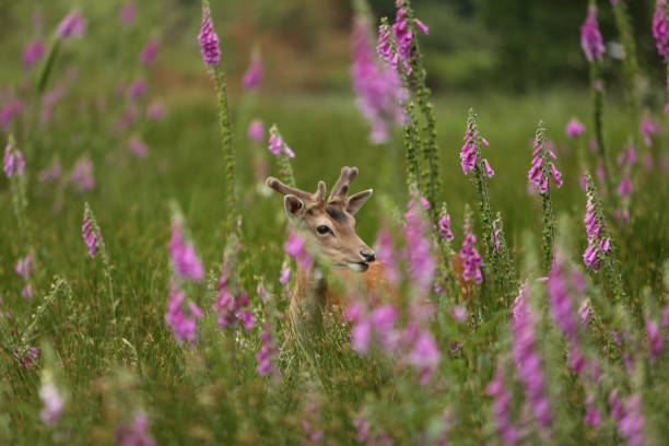 istock Deer grazing amongst flowers 1416445099