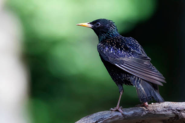 istock Black bird Starling. Green nature background. 1416445130