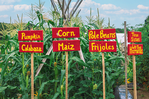 Staked signs for vegetables in front of a row of corn and beans on a farm in Rhode Island.