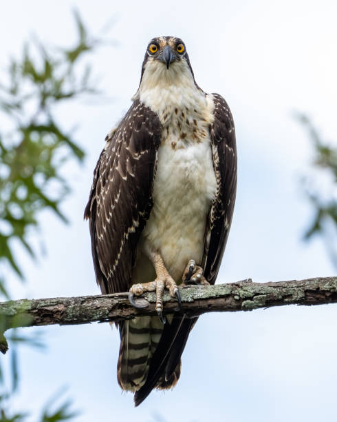 istock Young Osprey on a branch nest and in flight 1416447255