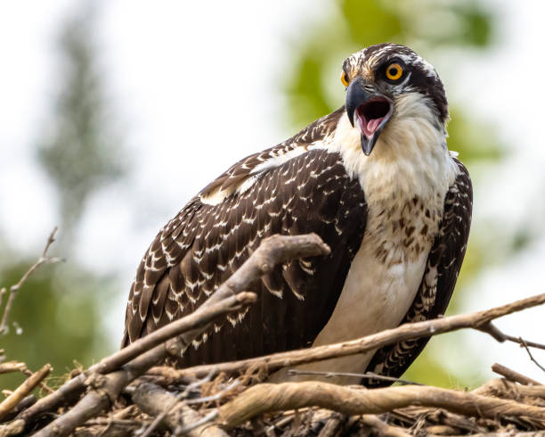 An osprey flying into the nest with a large fish on its talons.