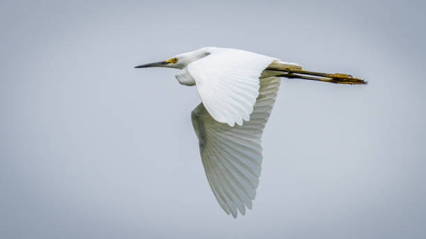 istock Egrets at Huntley Meadows Park 1416447314