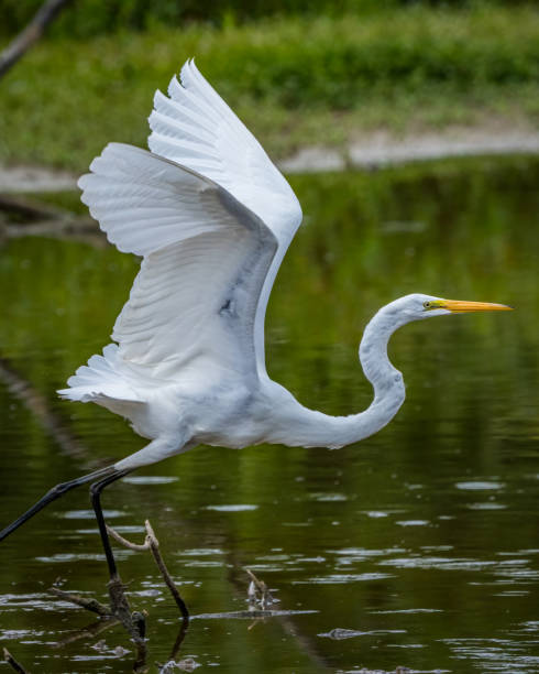 istock Egrets at Huntley Meadows Park 1416447928