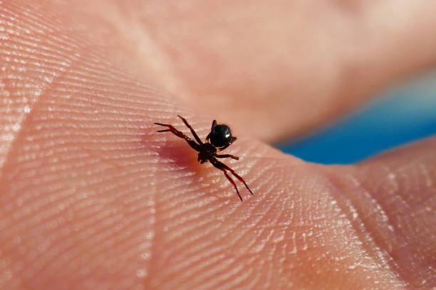 Macro shot of a tiny spider on a white object.