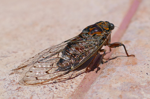 A cute flying insect, probably a cicada