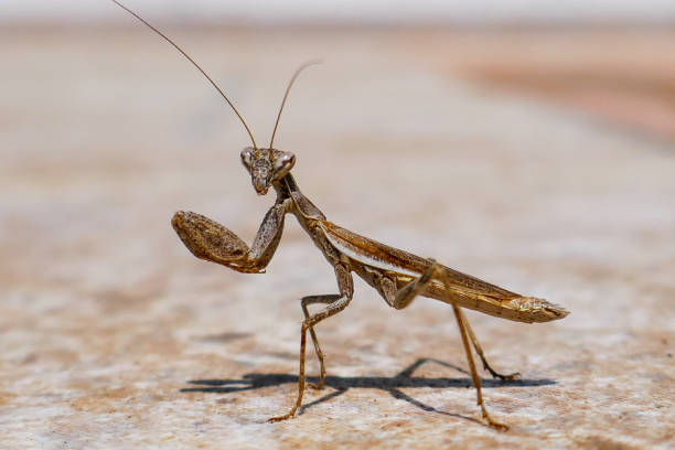 istock Close up of a praying mantis 1416449434