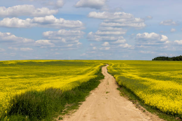istock A rural dirt road in a field with plants 1416449499