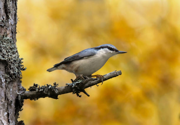 istock Eurasian nuthatch or wood nuthatch (Sitta europaea) sitting on a branch in fall. 1416451044
