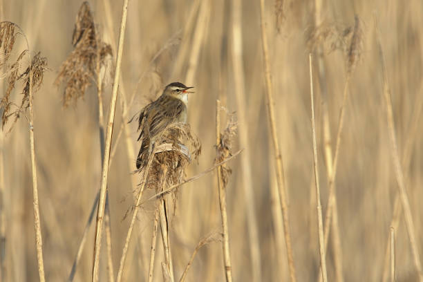 Sedge warbler (Acrocephalus schoenobaenus) singing in the reeds. Sedge warbler (Acrocephalus schoenobaenus) singing in the reeds. marsh warbler stock pictures, royalty-free photos & images
