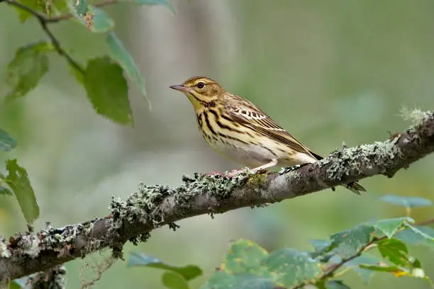 Tree pipit (Anthus trivialis) sitting on a birch branch in the forest.