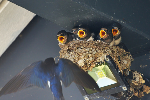 Barn swallow (Hirundo rustica) chicks begging for food in the nest.