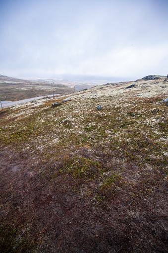 Tundra (moss field) in winter season, Terabika, Murmansk, Russia