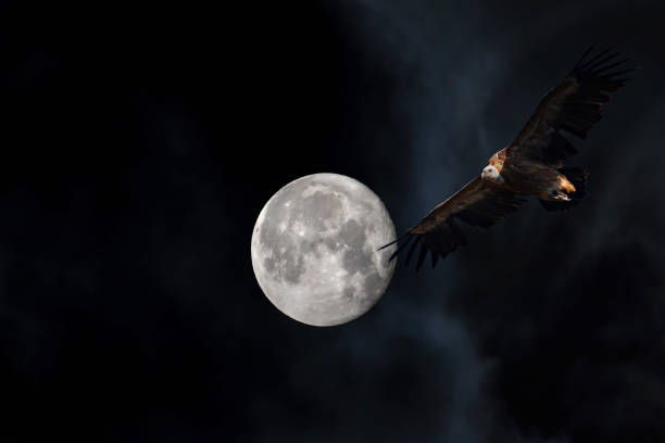 istock Moonscape in dark night. Black sky background. 1416452531