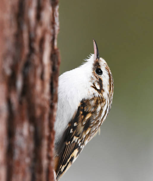 istock Eurasian treecreeper or common treecreeper (Certhia familiaris) searching for food in winter. 1416454717